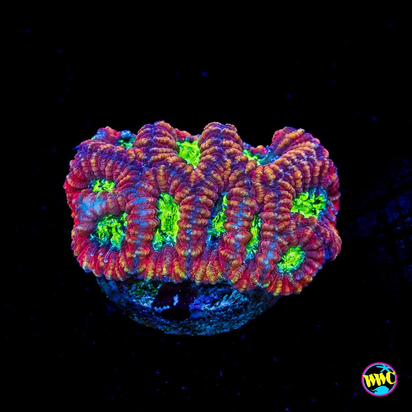 WWC Ring of Fire Favia