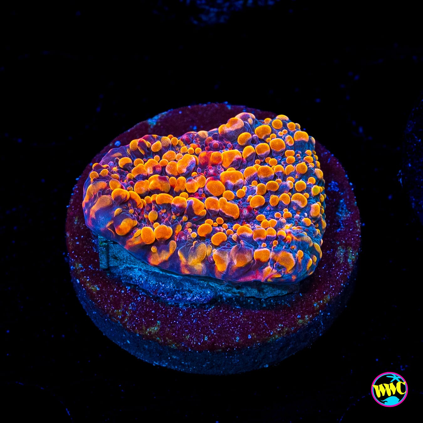 CC Cloudberries Chalice