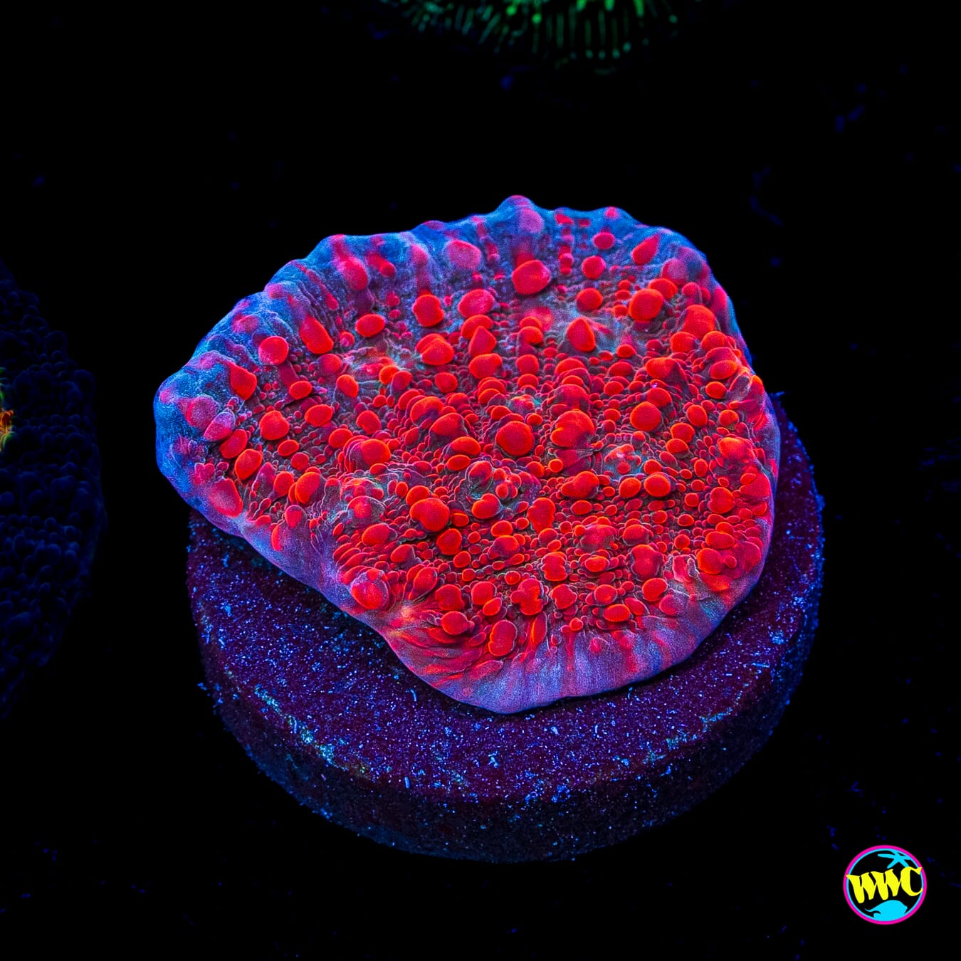 WWC Cherry Garcia Chalice
