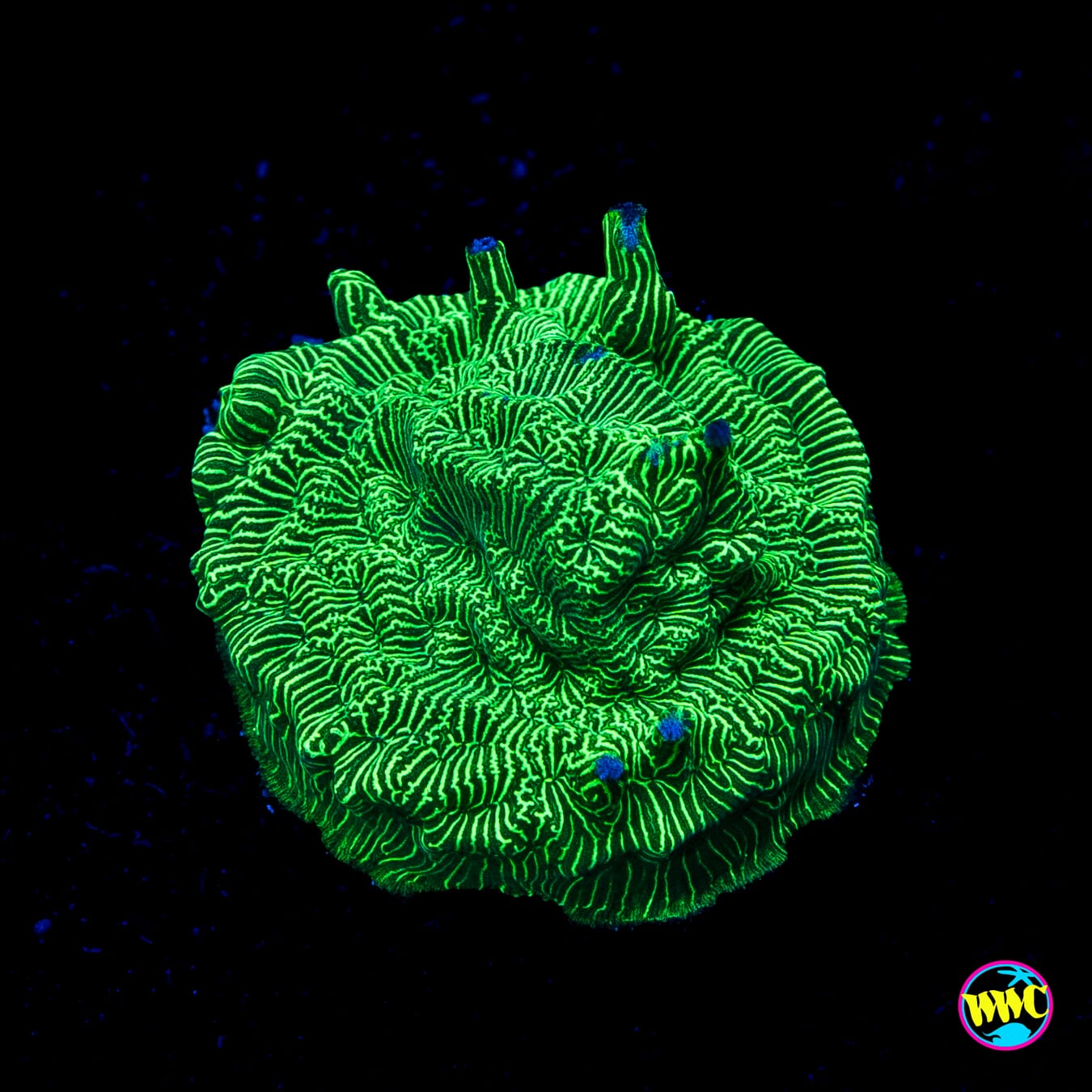 WWC Hulk Leptoseris