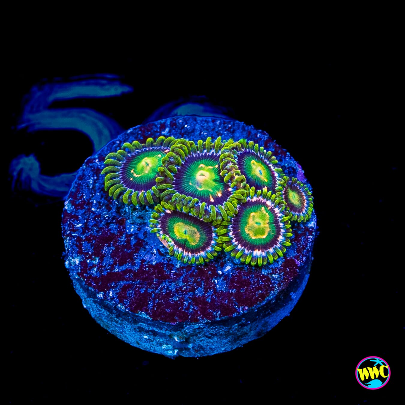 WWC Cosmic Dragon Eye Zoanthids