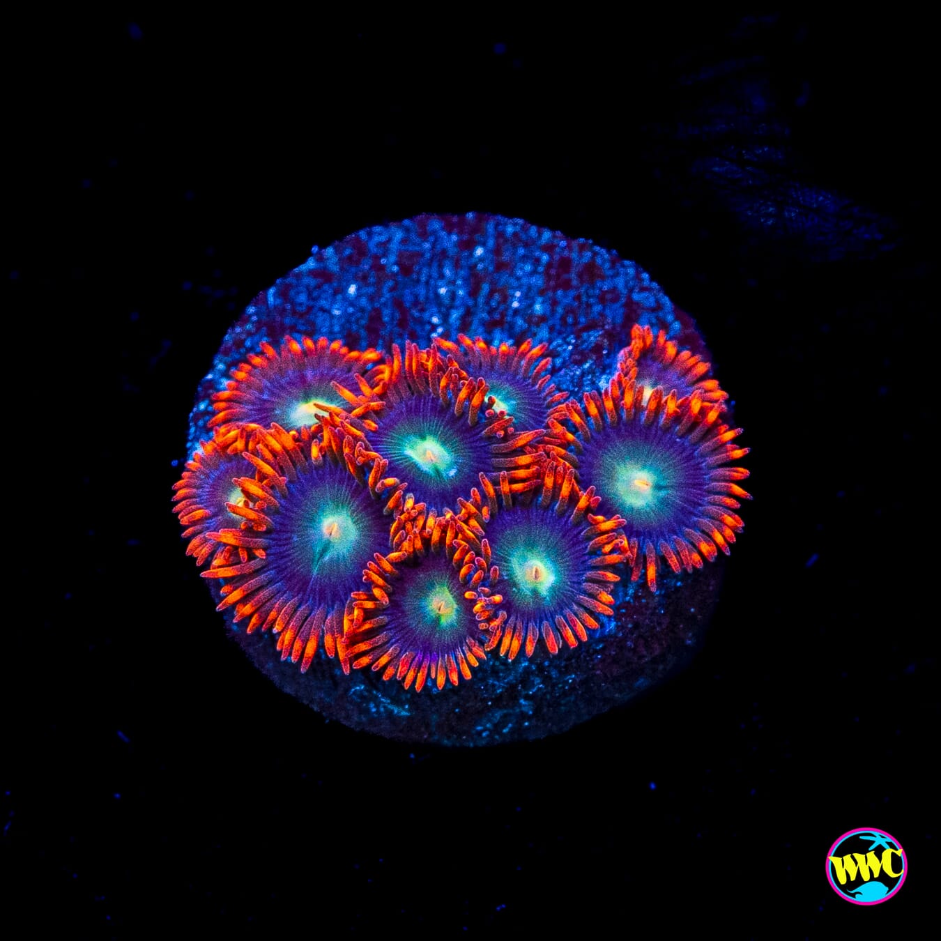 WWC Wildfire Zoanthids