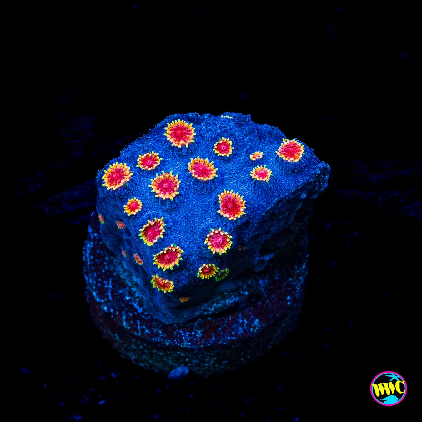 WWC Bizarro Cyphastrea