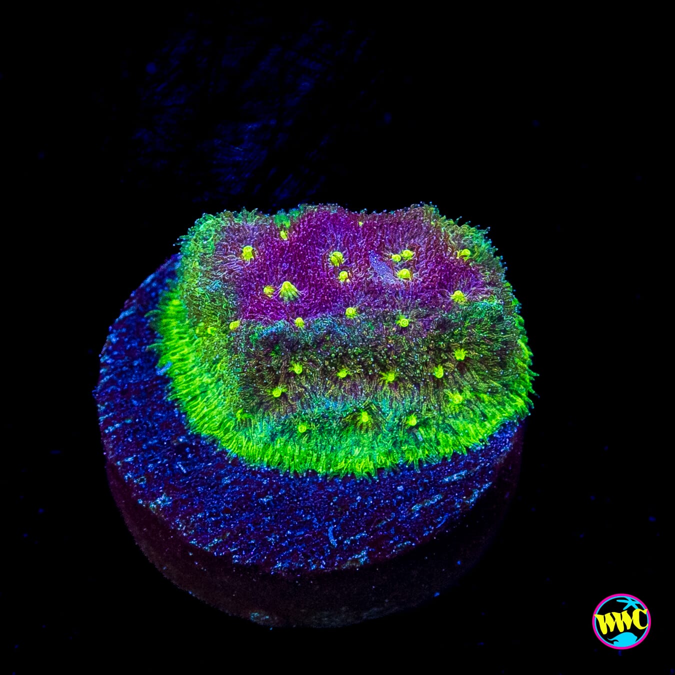 WWC Deep Space Psammocora