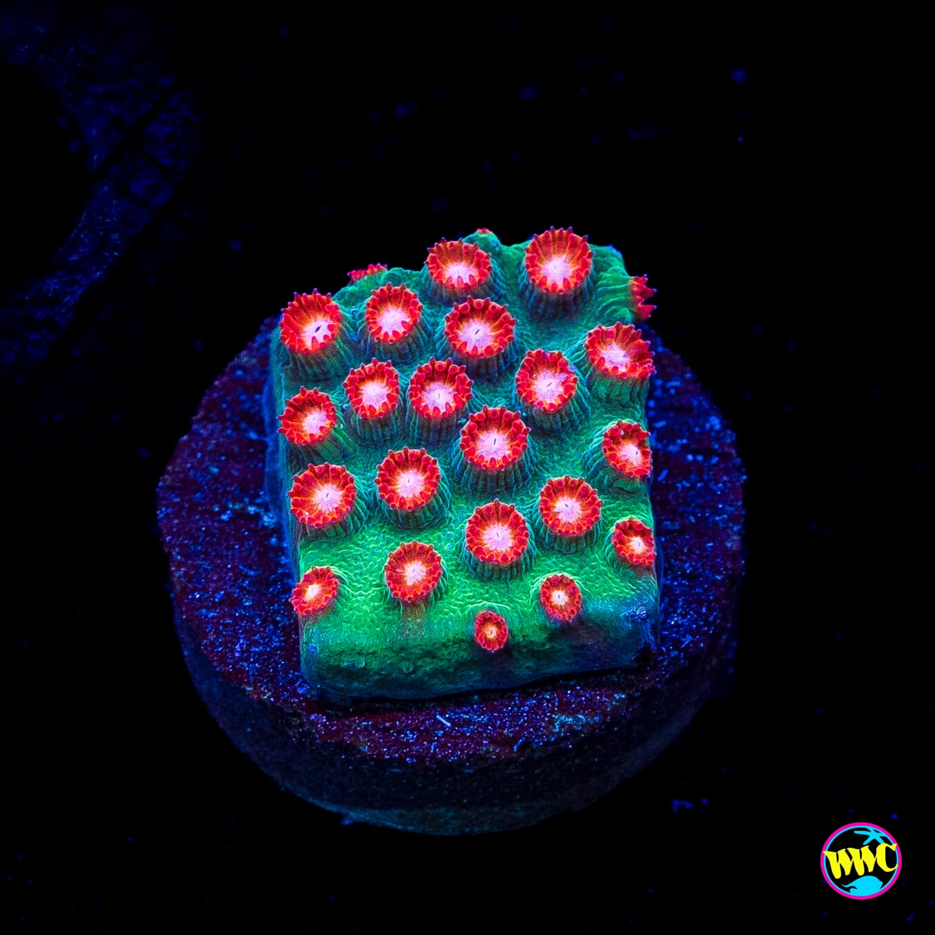 WWC Jingle Bells Cyphastrea