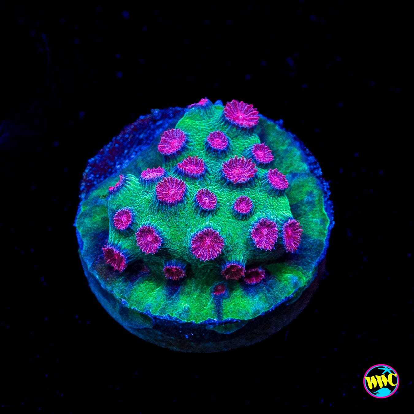 Jason Fox Alien Pox Cyphastrea