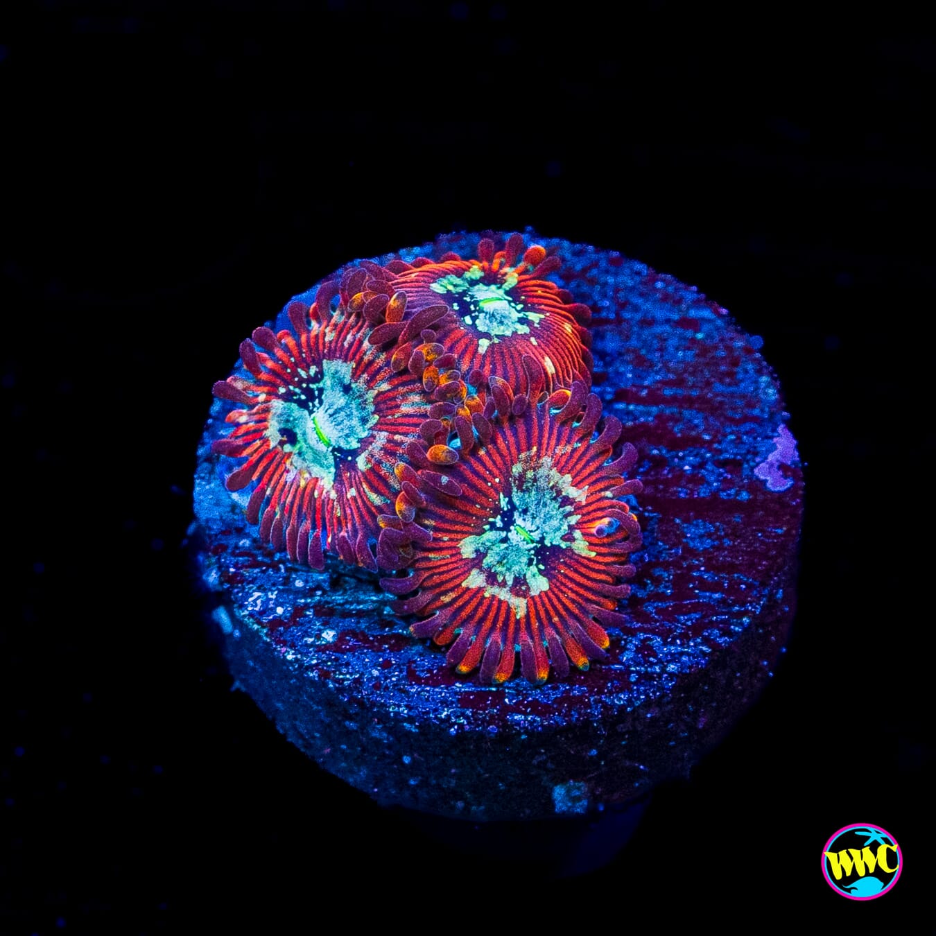 WWC Warlock Zoanthids