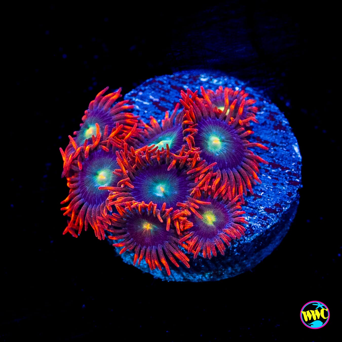 WWC Wildfire Zoanthids