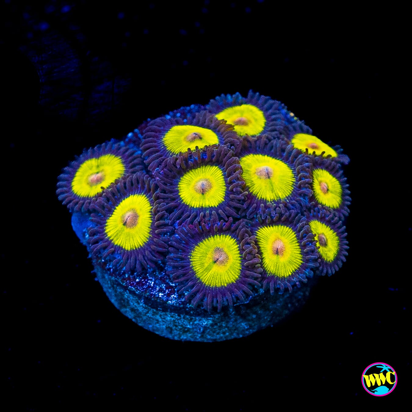 WWC Golden Eye Zoanthids