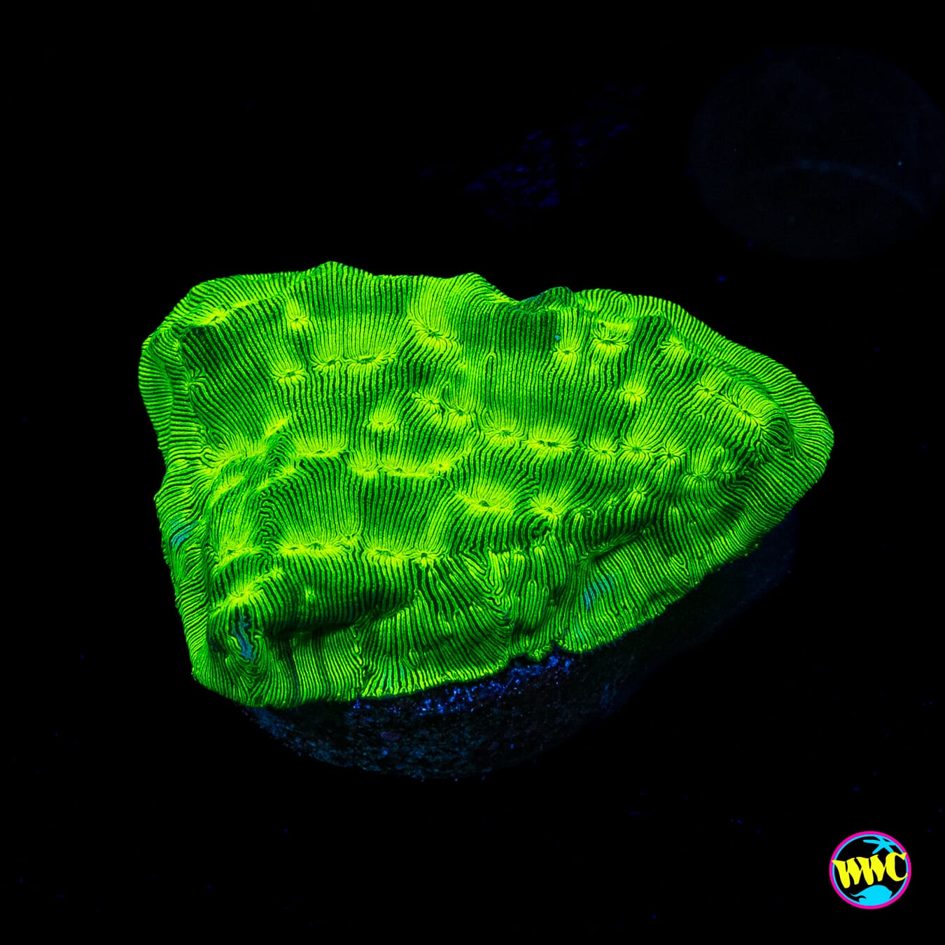 WWC Disco Ball Leptoseris
