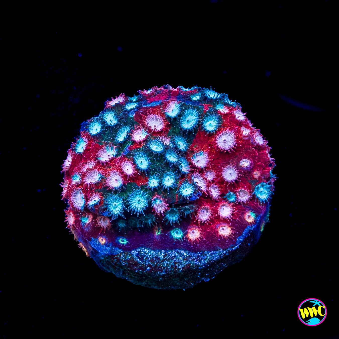 Jason Fox Fender Bender Cyphastrea
