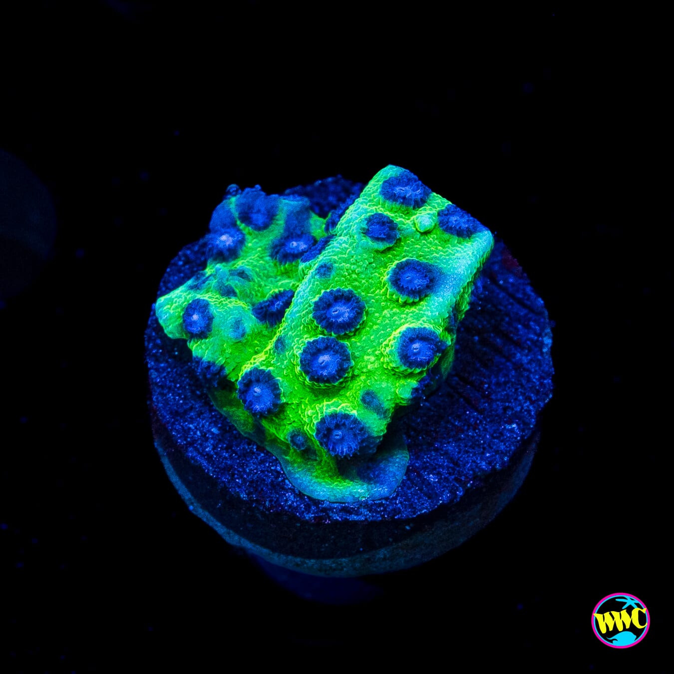 Jason Fox Master PPE Cyphastrea