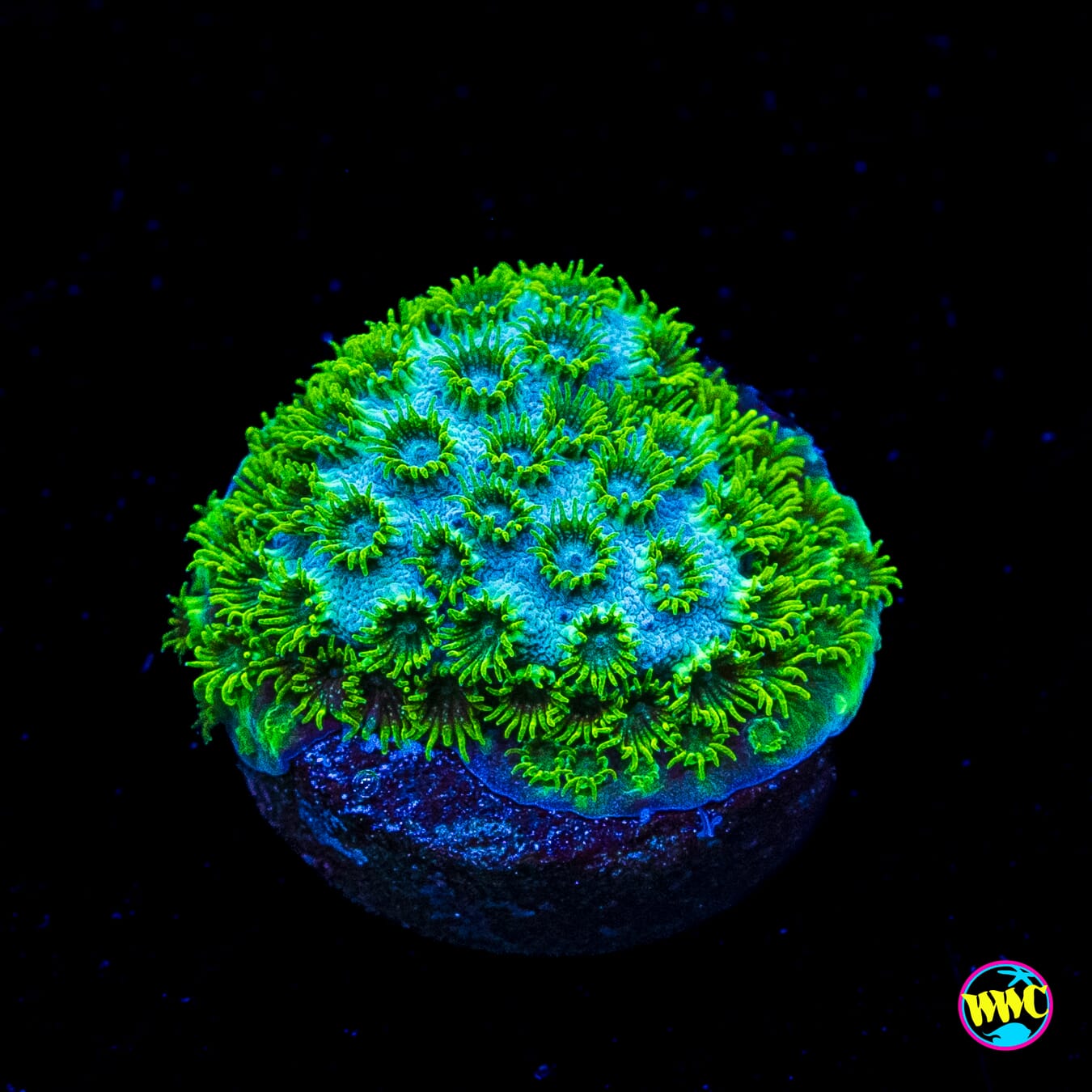 WWC Leafy Greens Cyphastrea