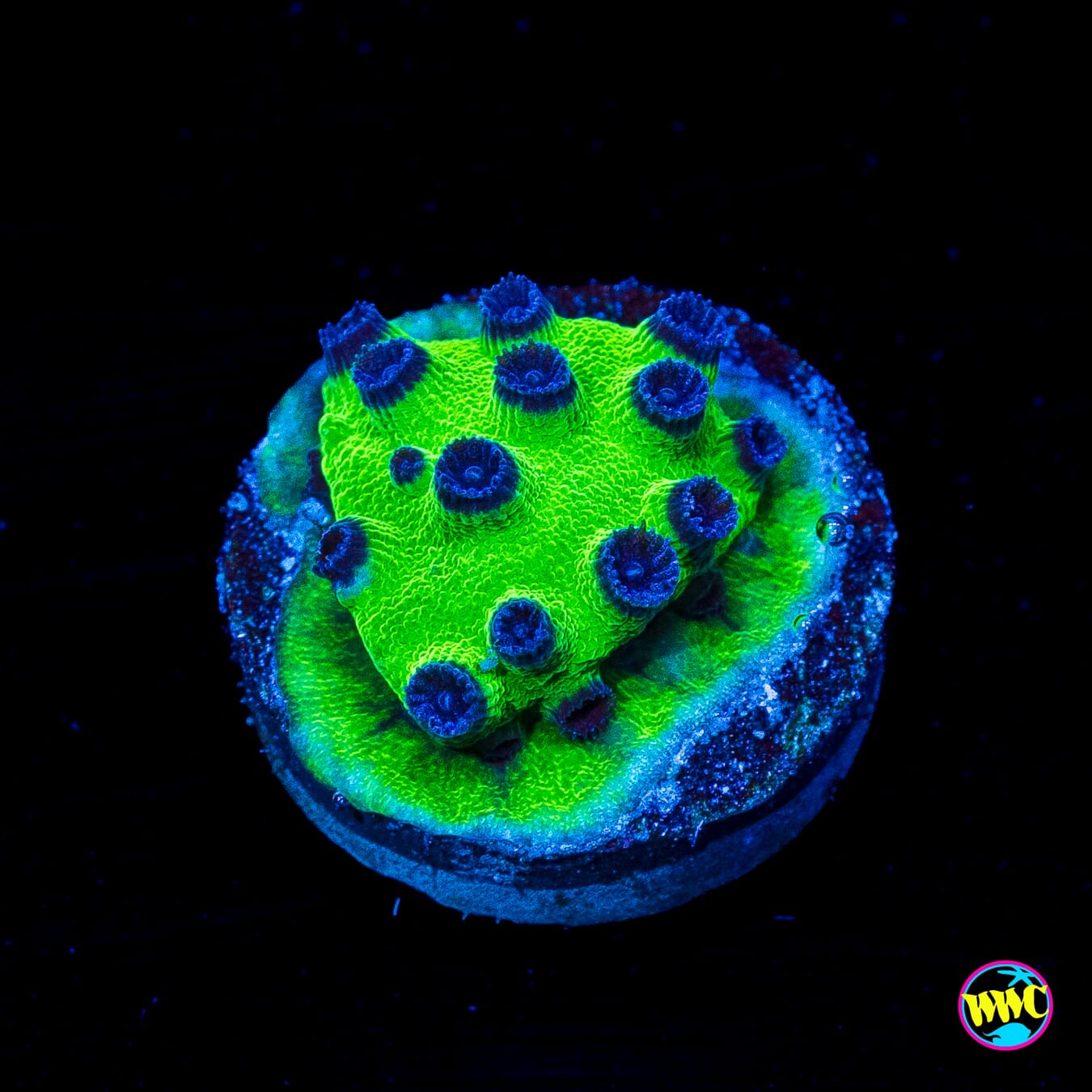 WWC Mardi Gras Cyphastrea