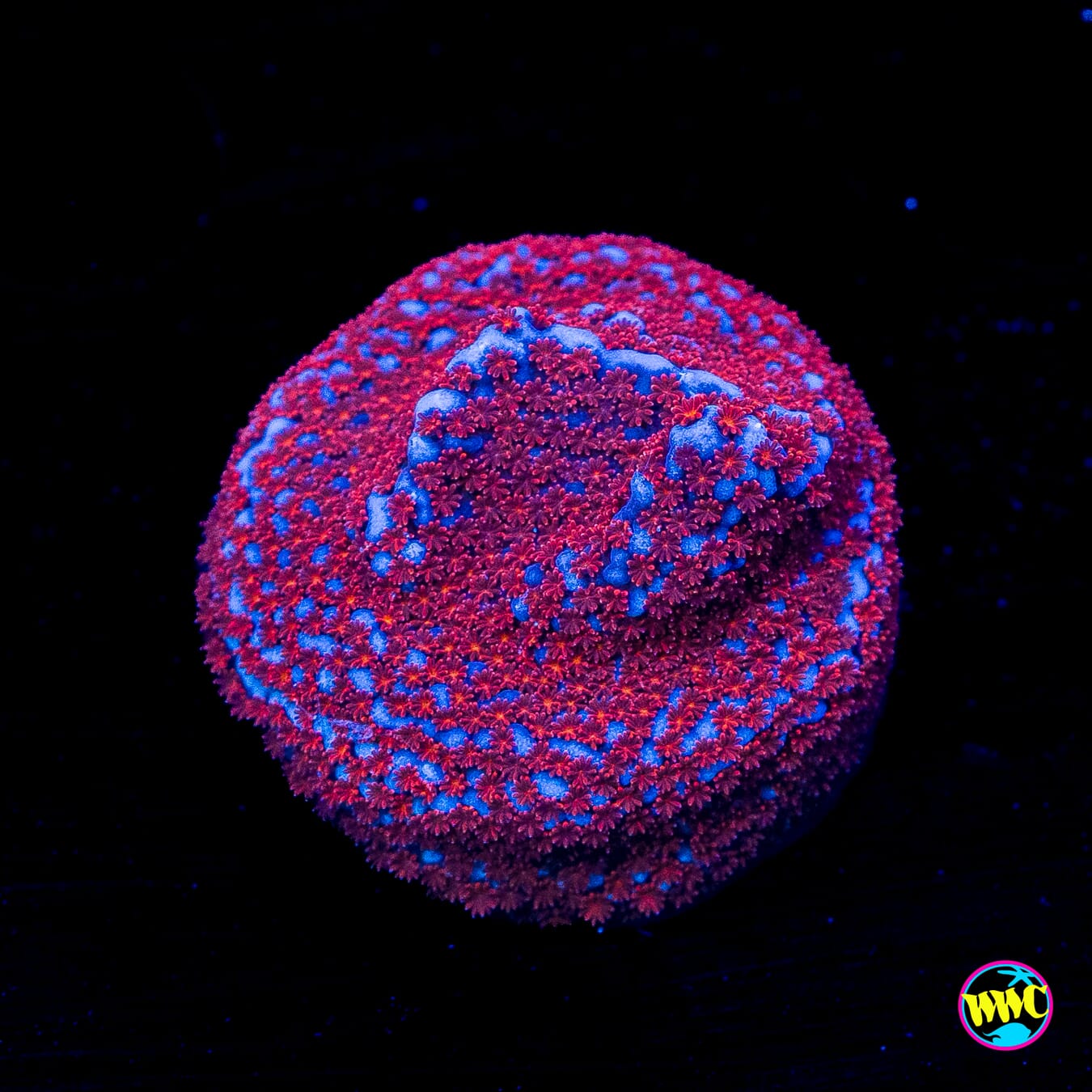WWC Superman Montipora