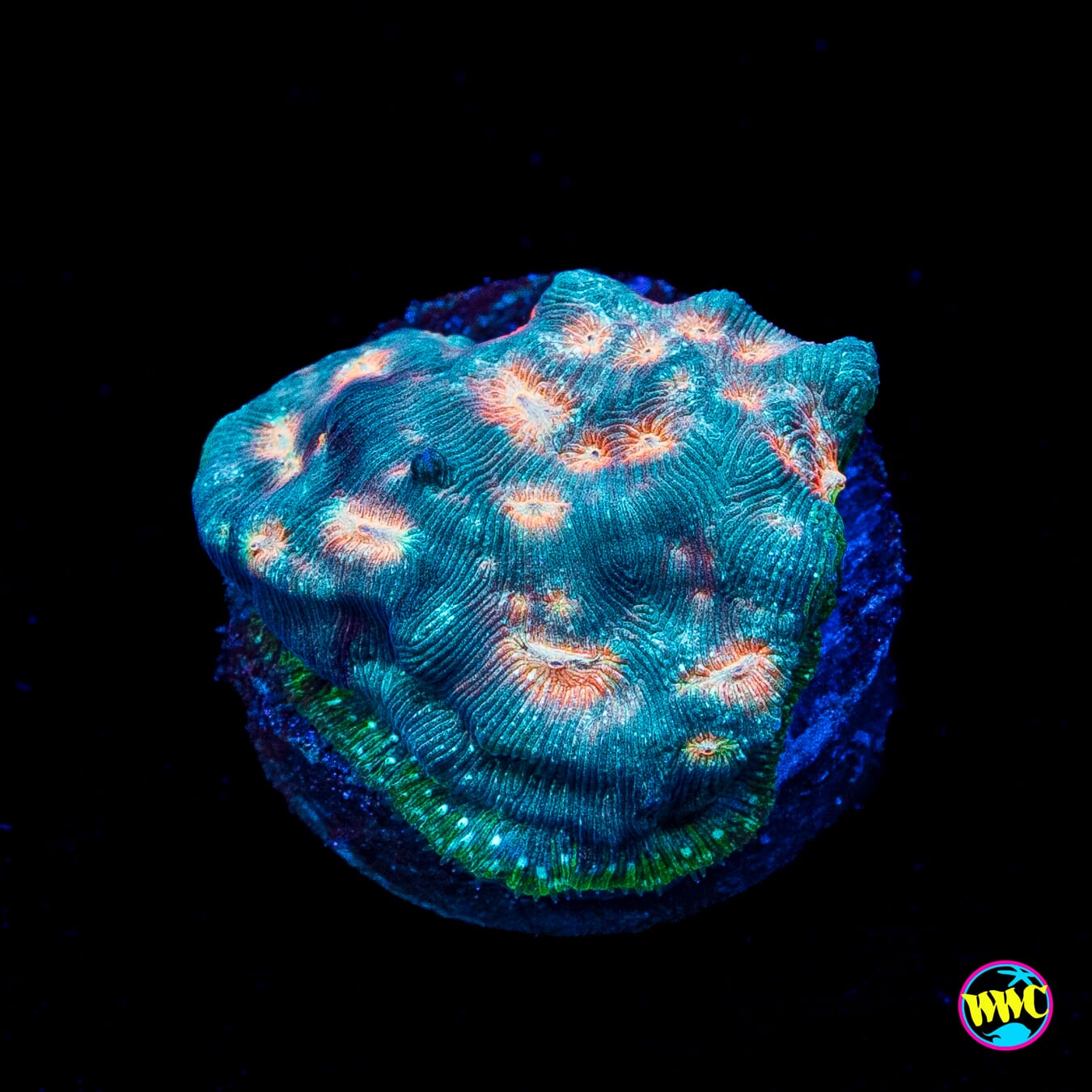 Jason Fox Lava Flow Leptoseris