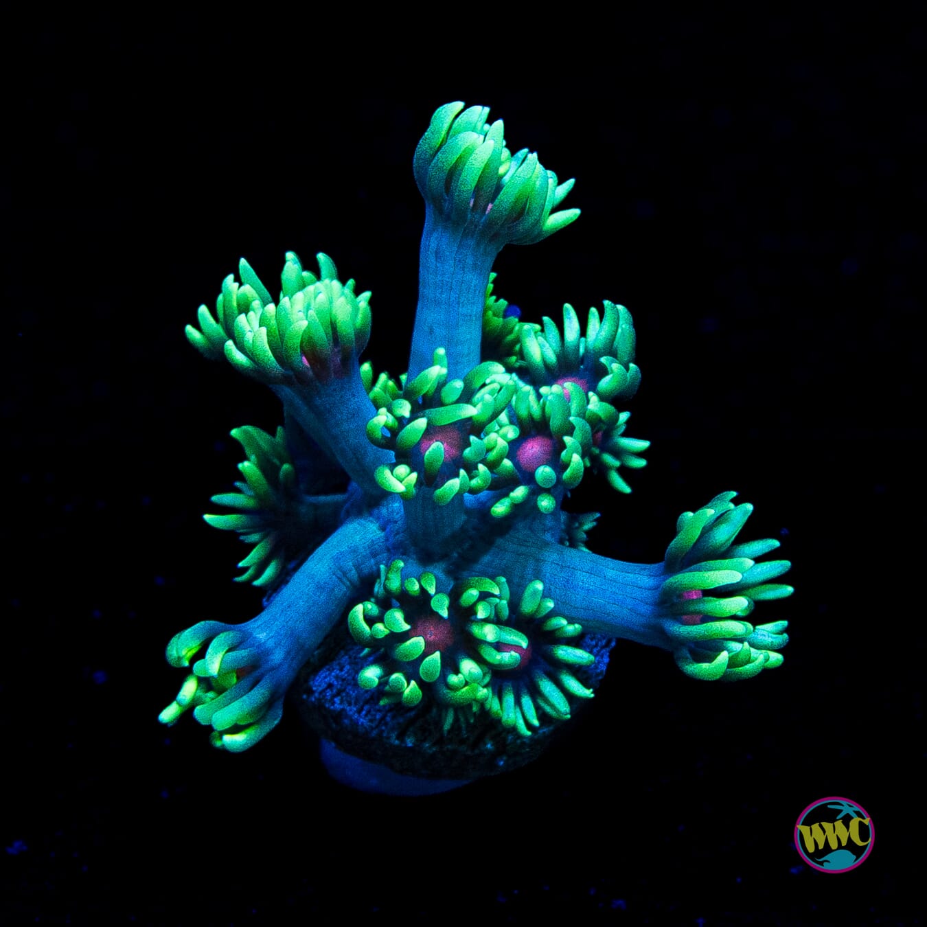 Poison Nova Goniopora