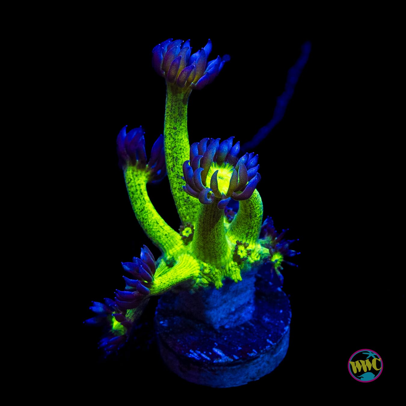 WWC Shadow Flame Goniopora