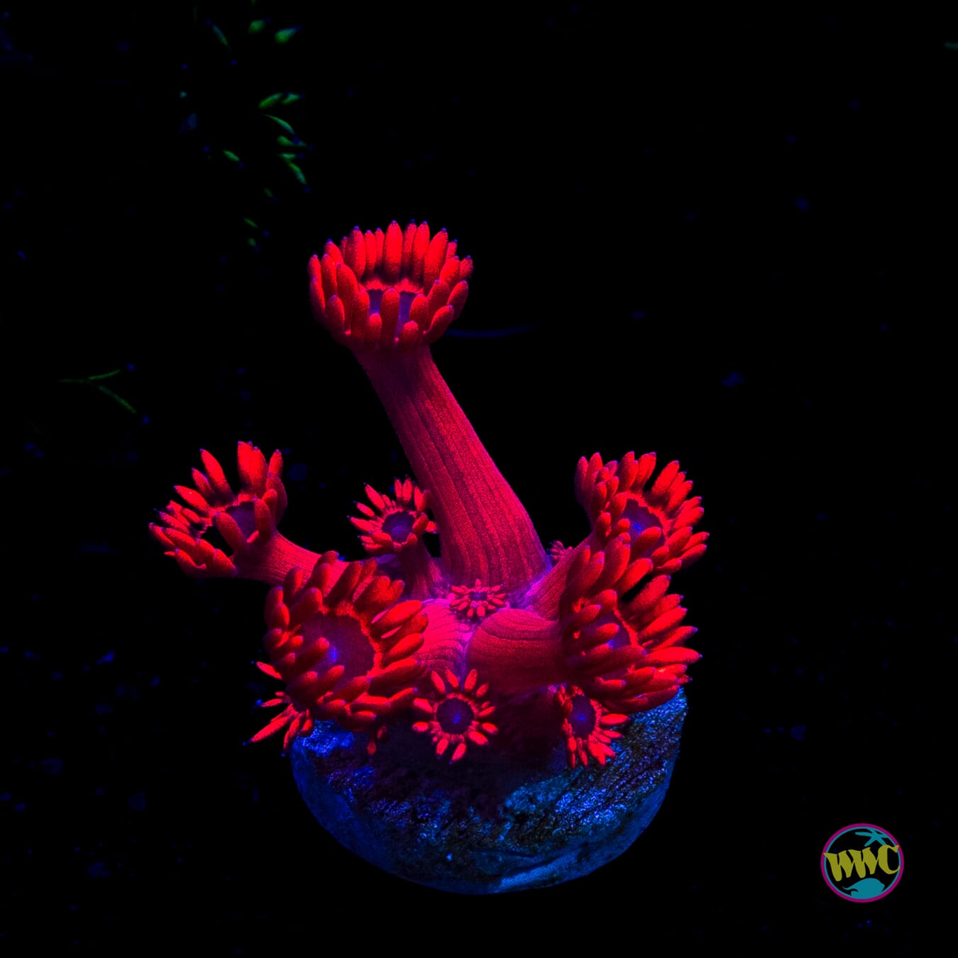 Ragin Rojo Goniopora