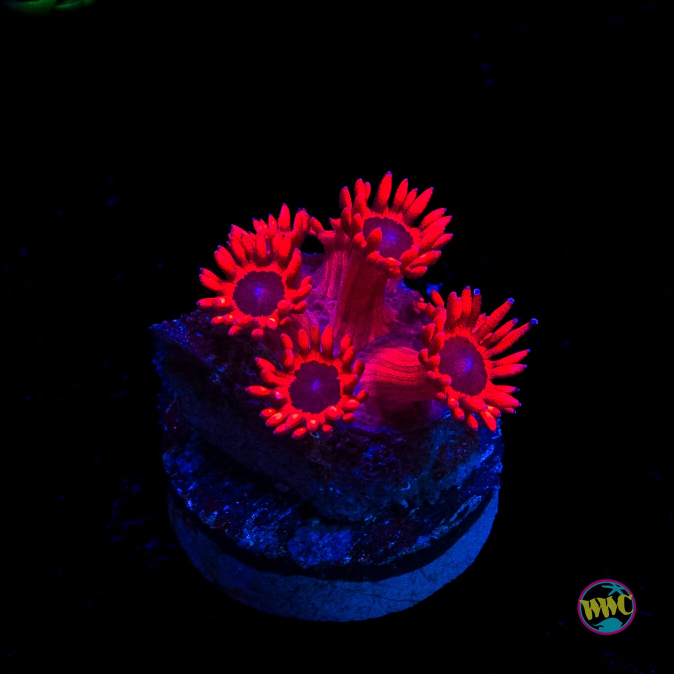 Ragin Rojo Goniopora