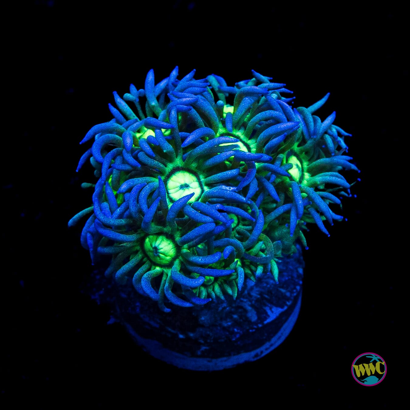 Ghoul Fingers Goniopora