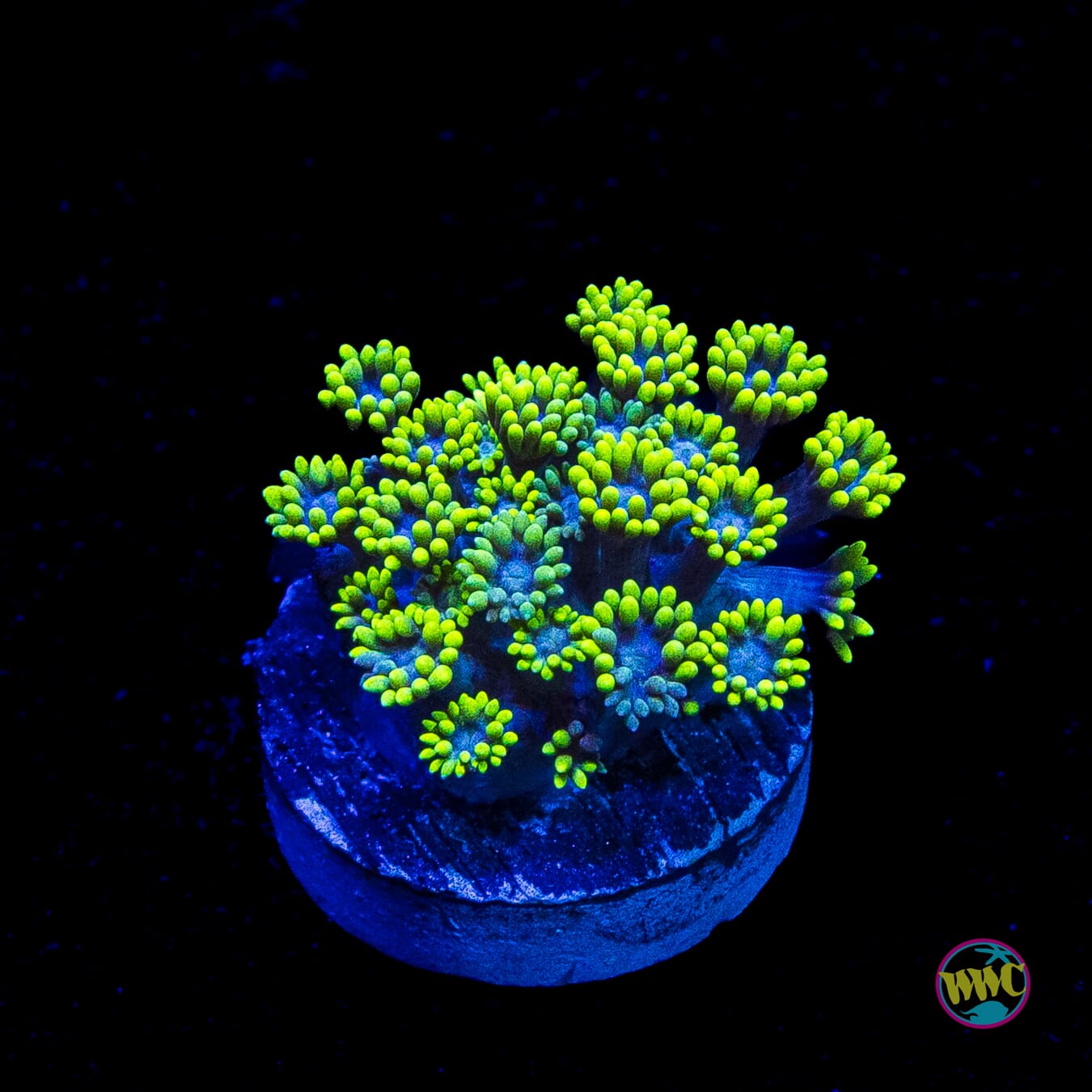Lemon Berry Goniopora