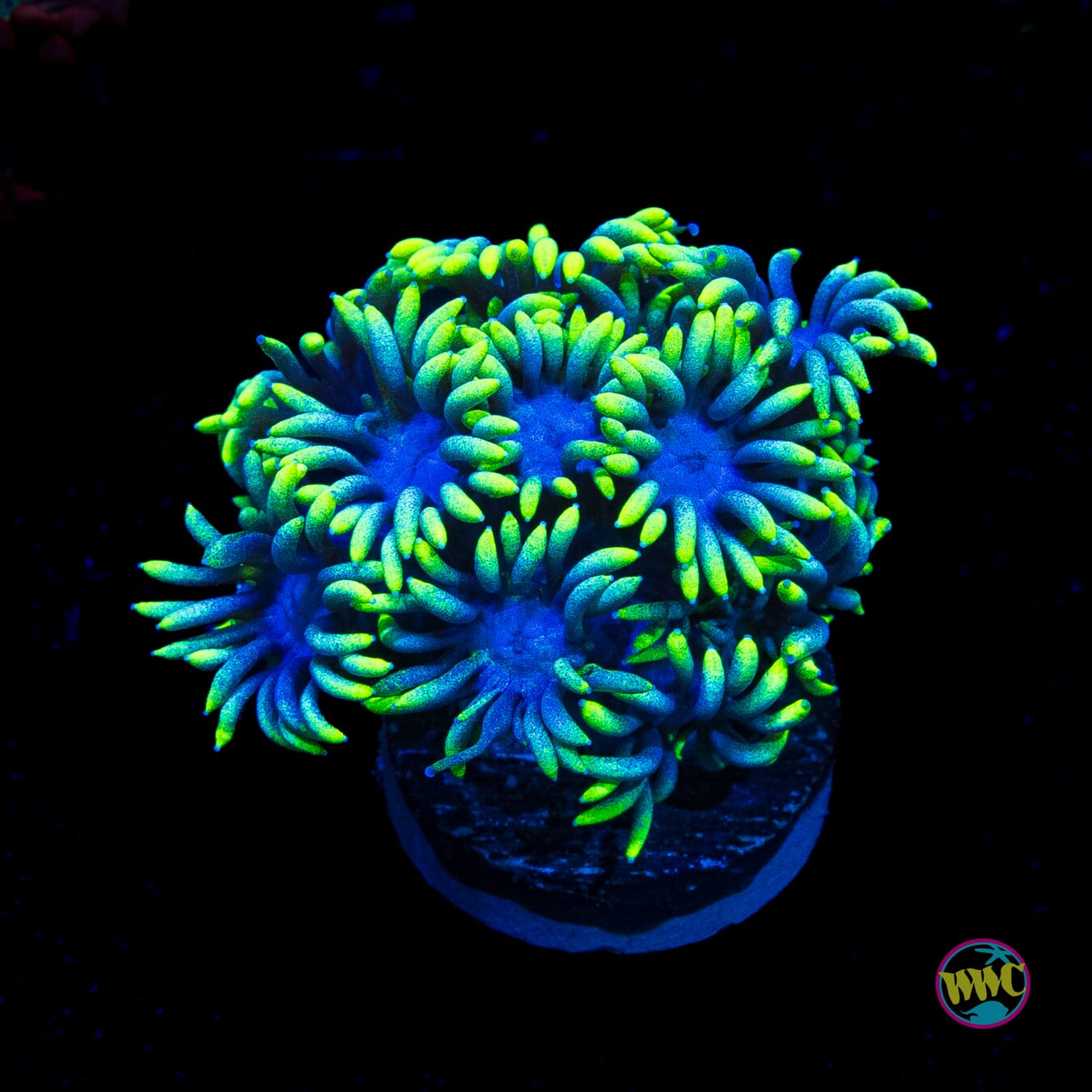 Blueberry Lemonade Goniopora