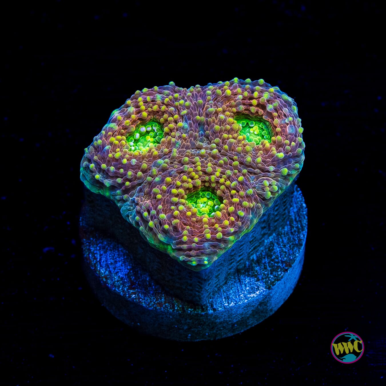 Tangerine Tree Echinata