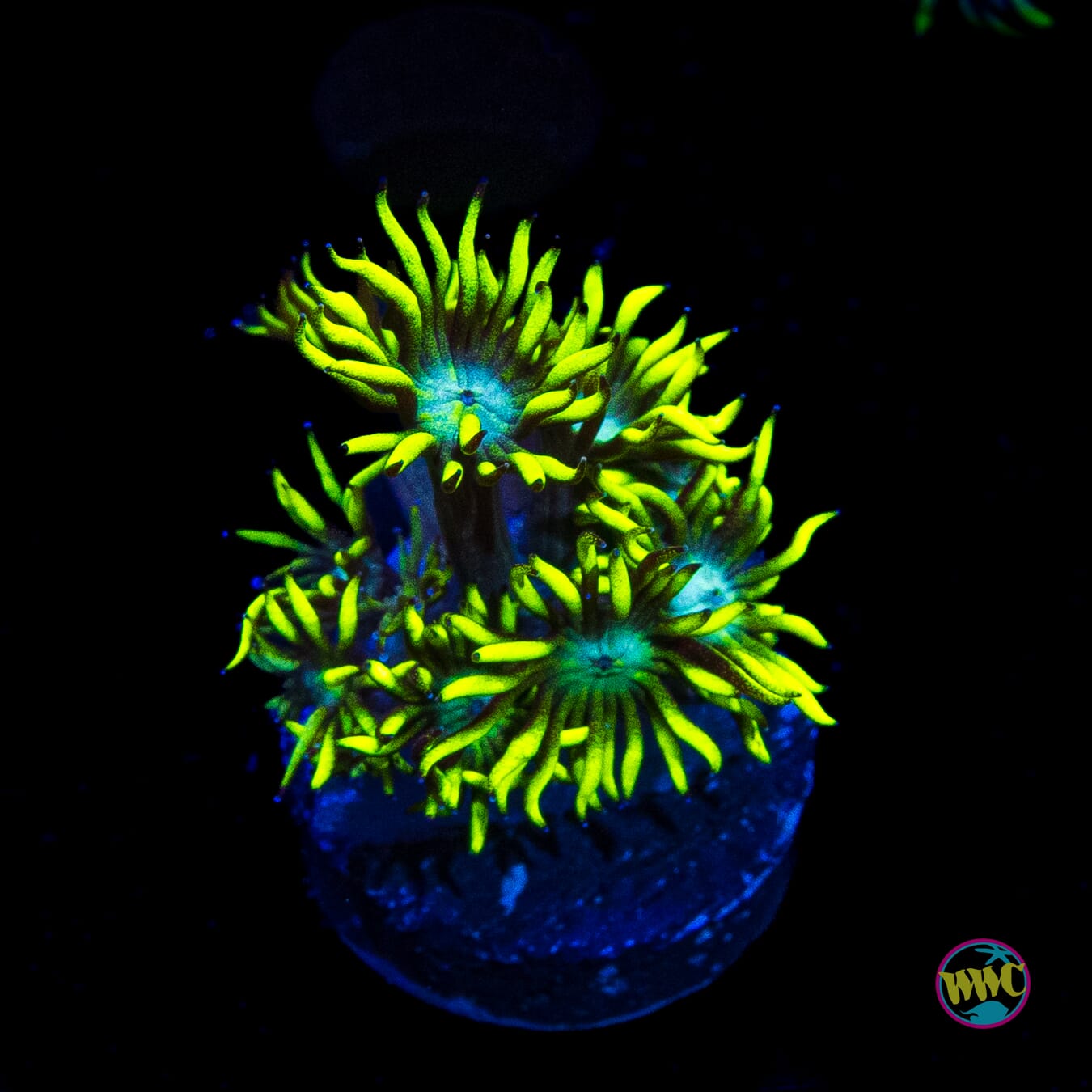 Lemon Zest Goniopora