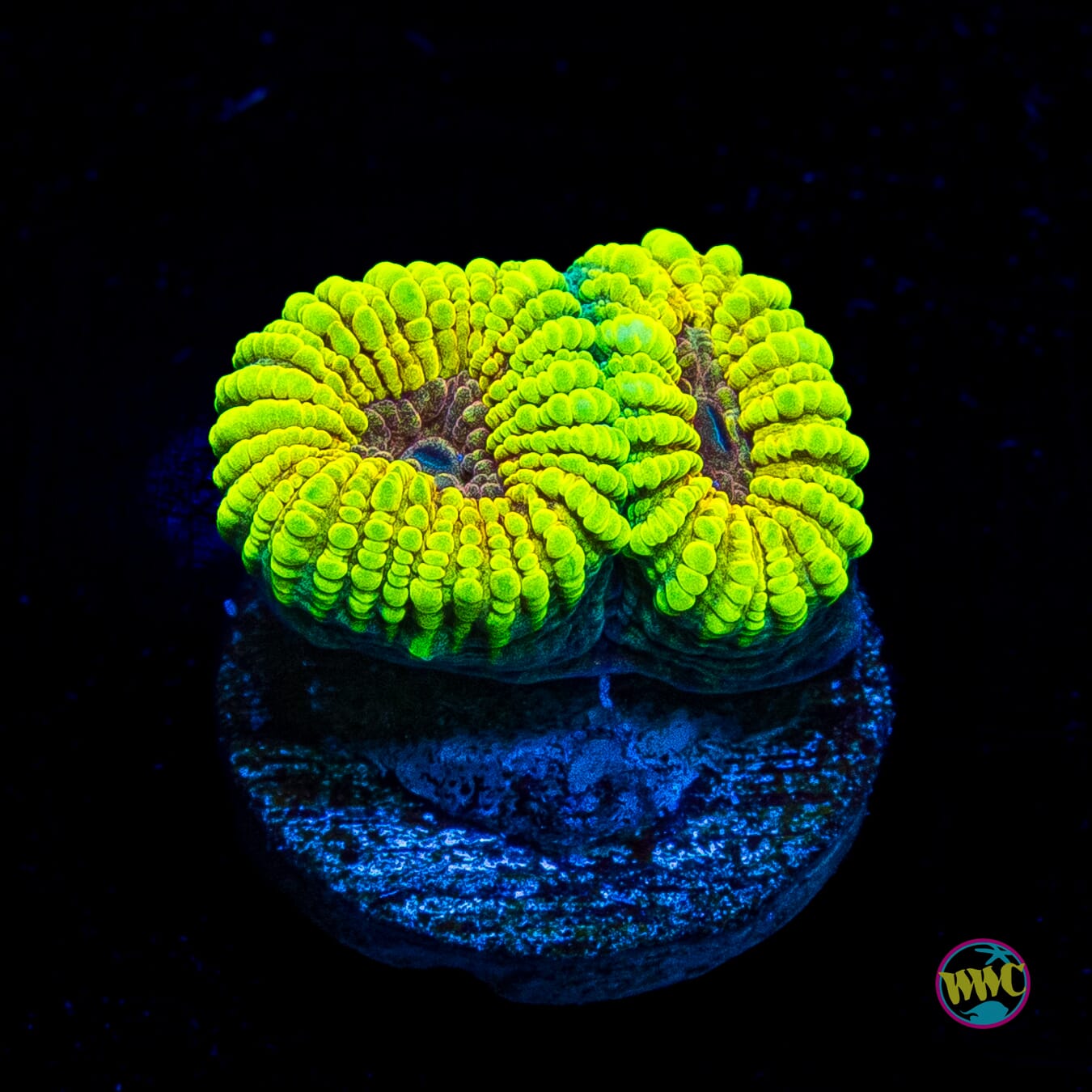 WWC Mayan Rose Favia