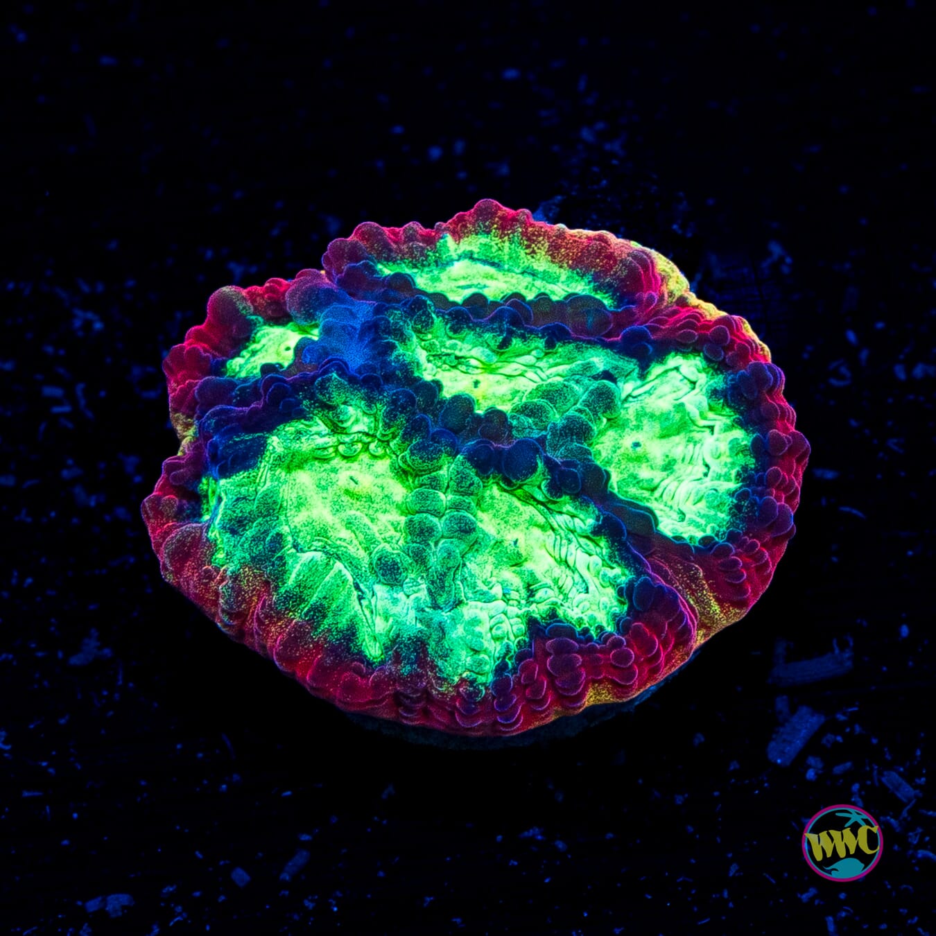 Jason Fox Psycho Rainbow Rim Favia