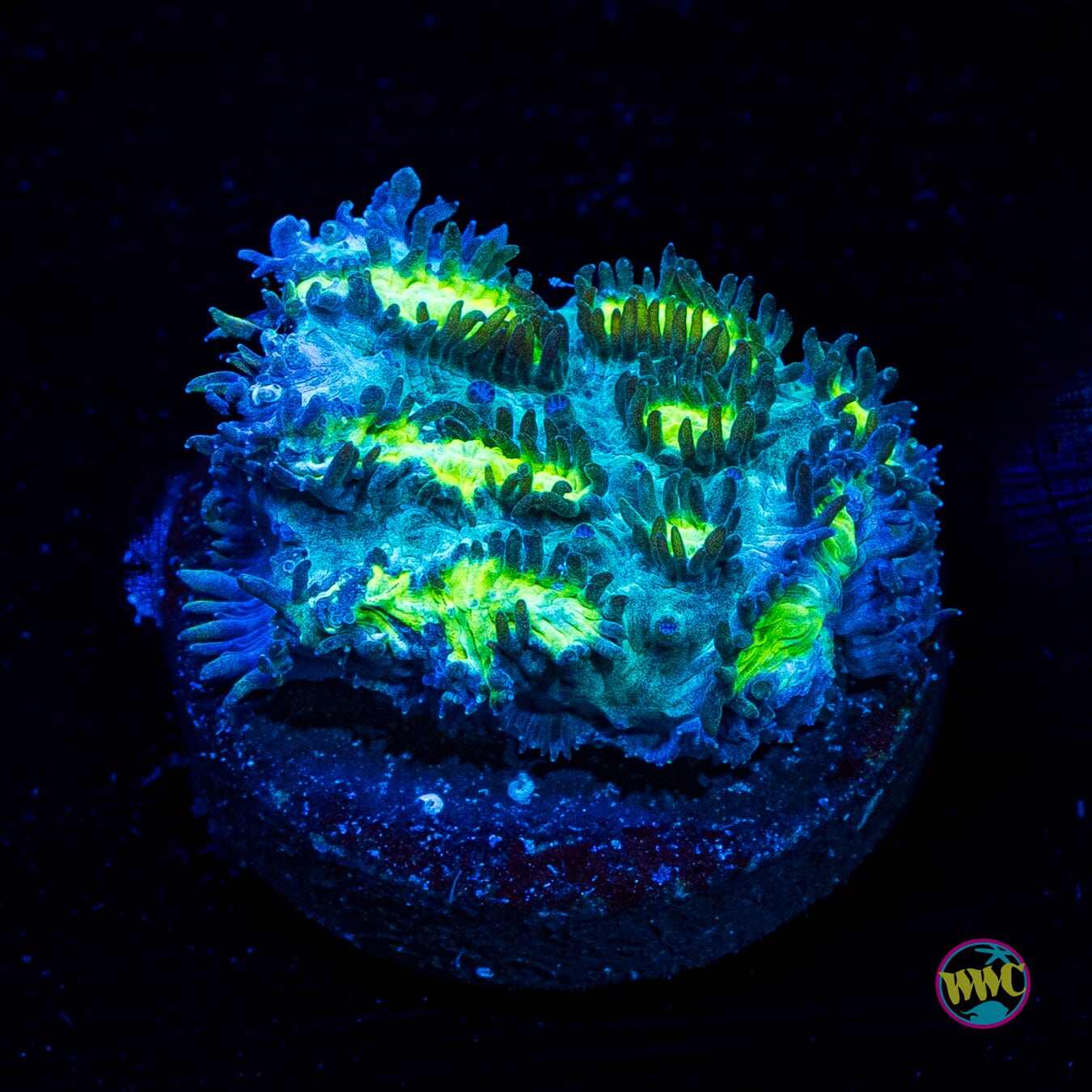 Jason Fox Blueberry Blast Hydnophora