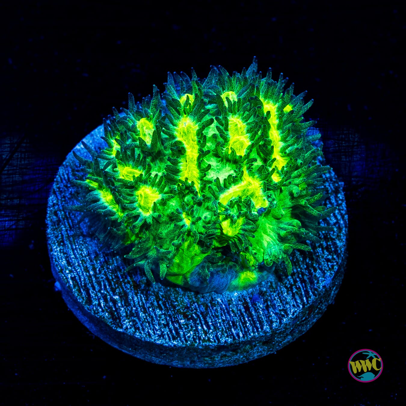 Jason Fox Limelight Hydnophora