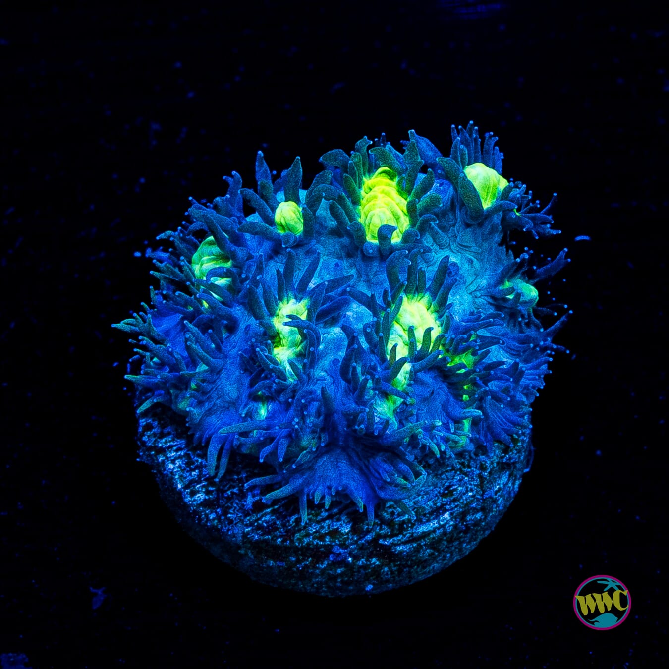 Jason Fox Blueberry Blast Hydnophora