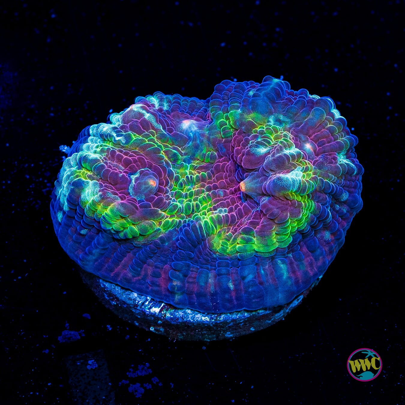 Poison Bomb Mycedium Chalice
