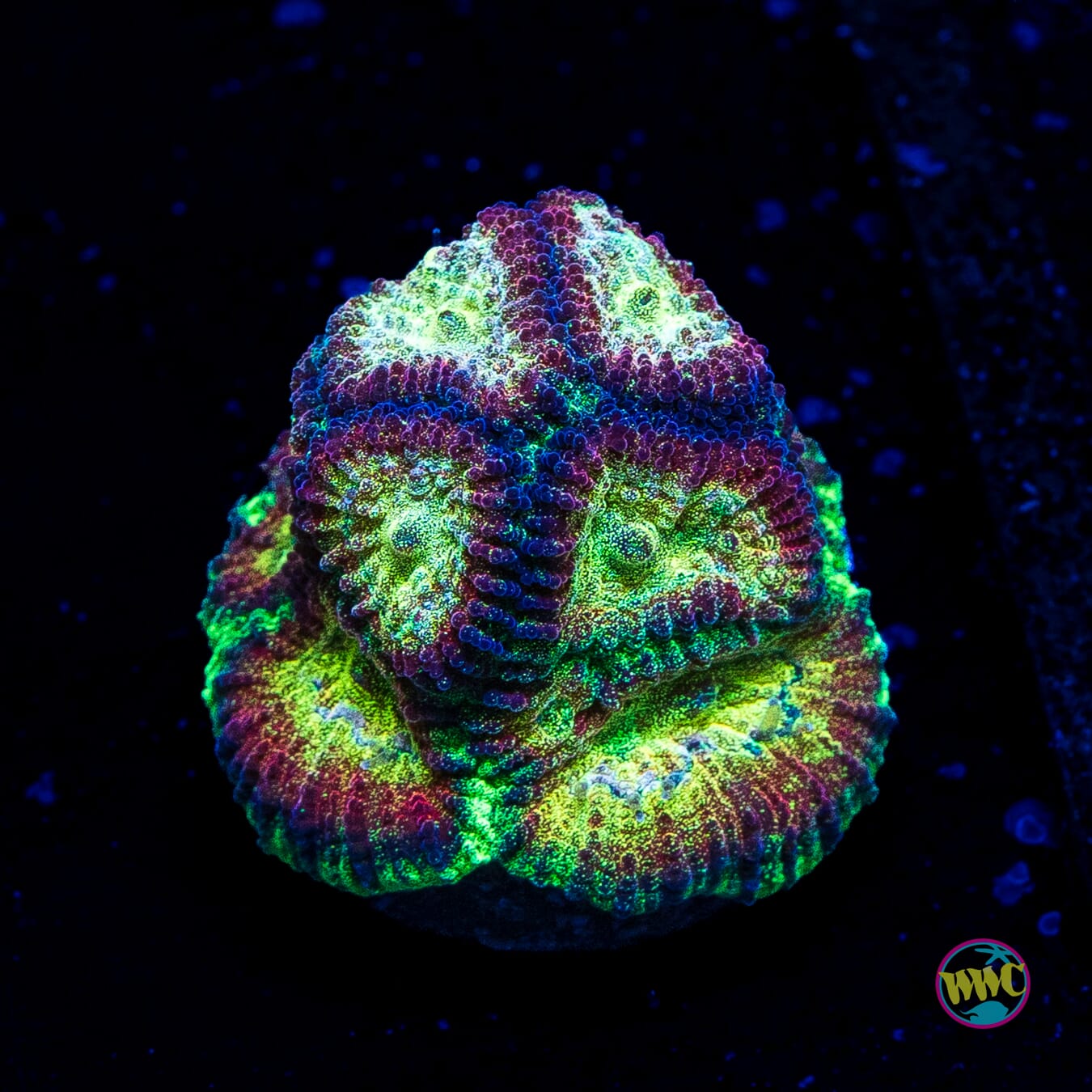 WWC Gold Dust Favia