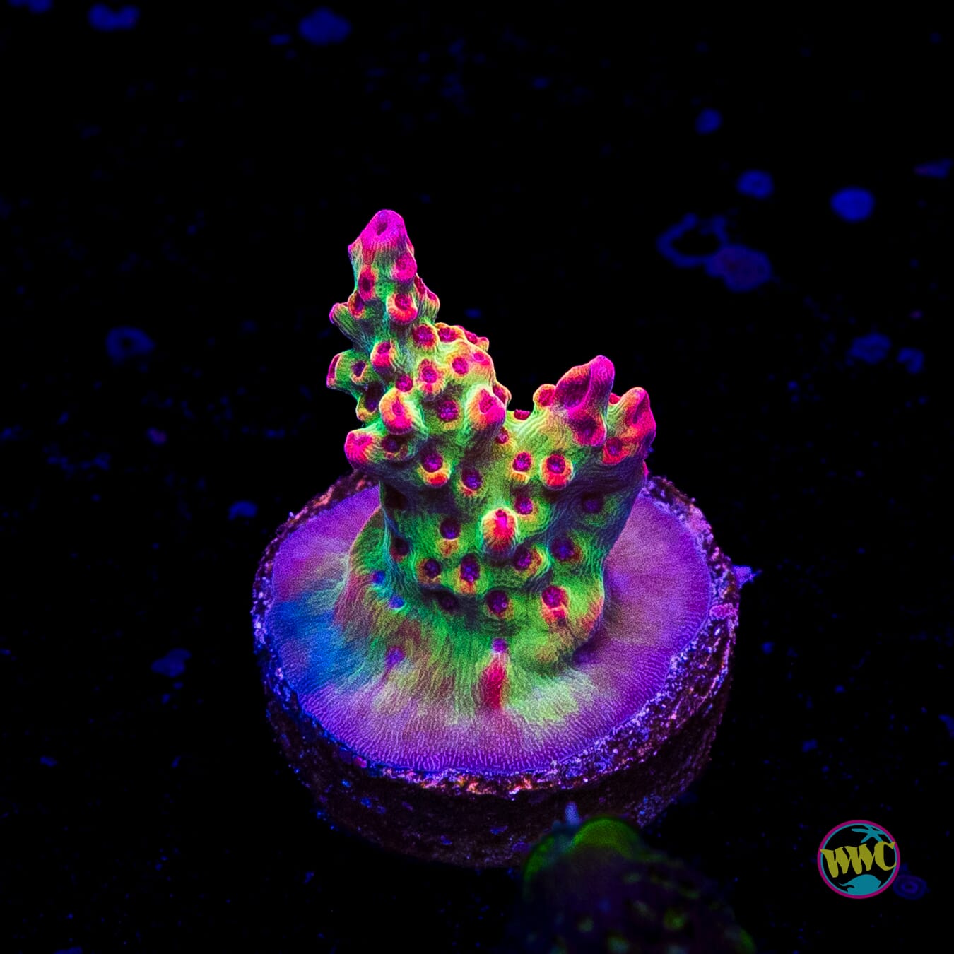 Strawberry Shortcake Acropora
