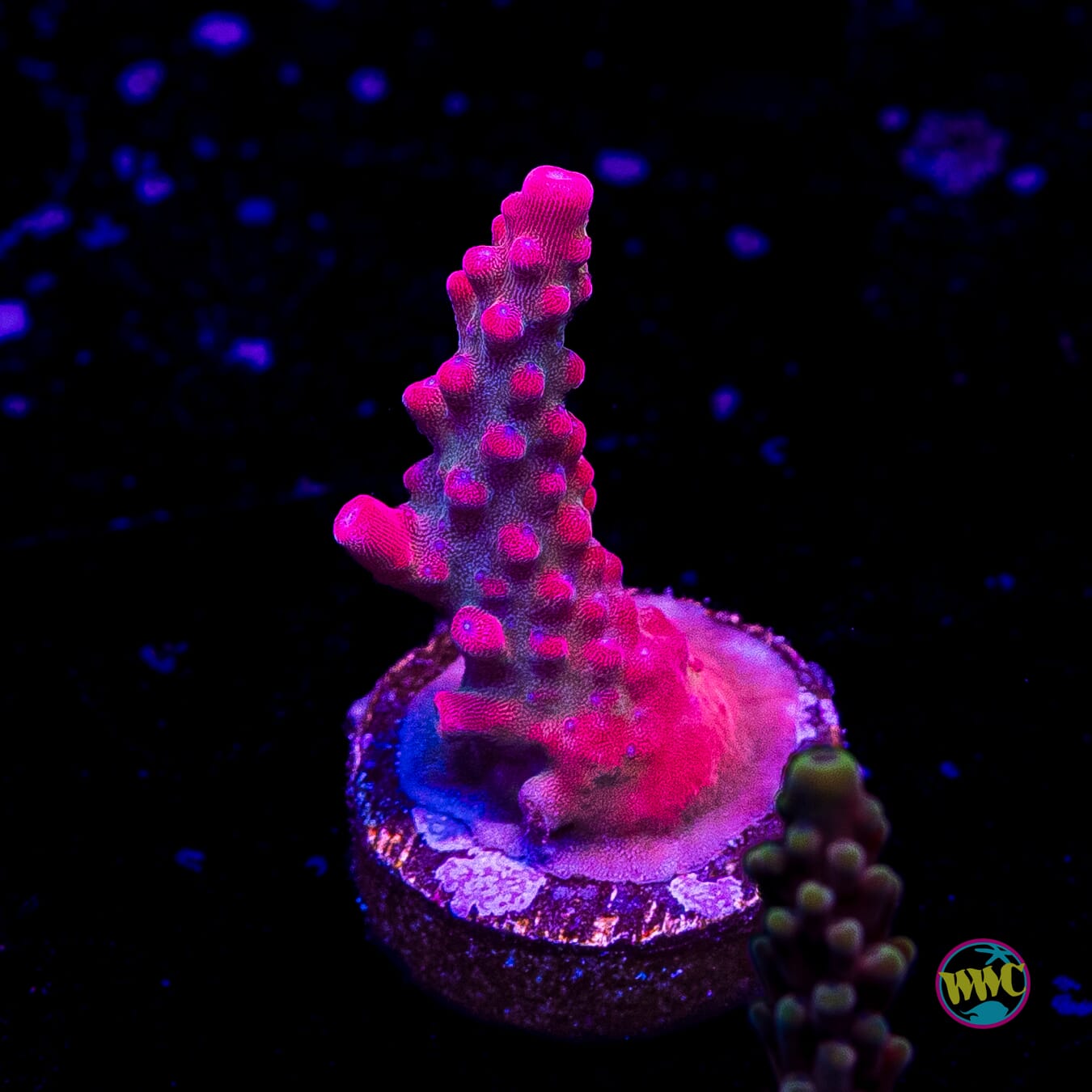 Jason Fox B33 Bomber Acropora