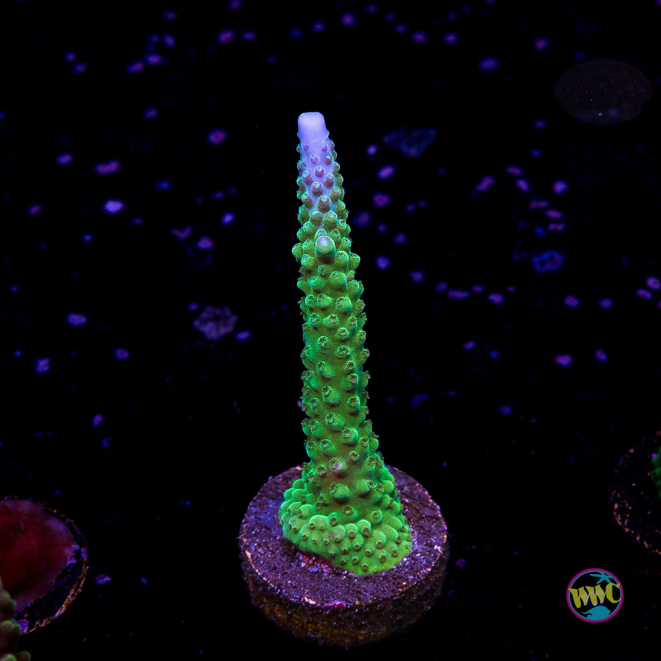 WWC Green Lightning Stag Acropora