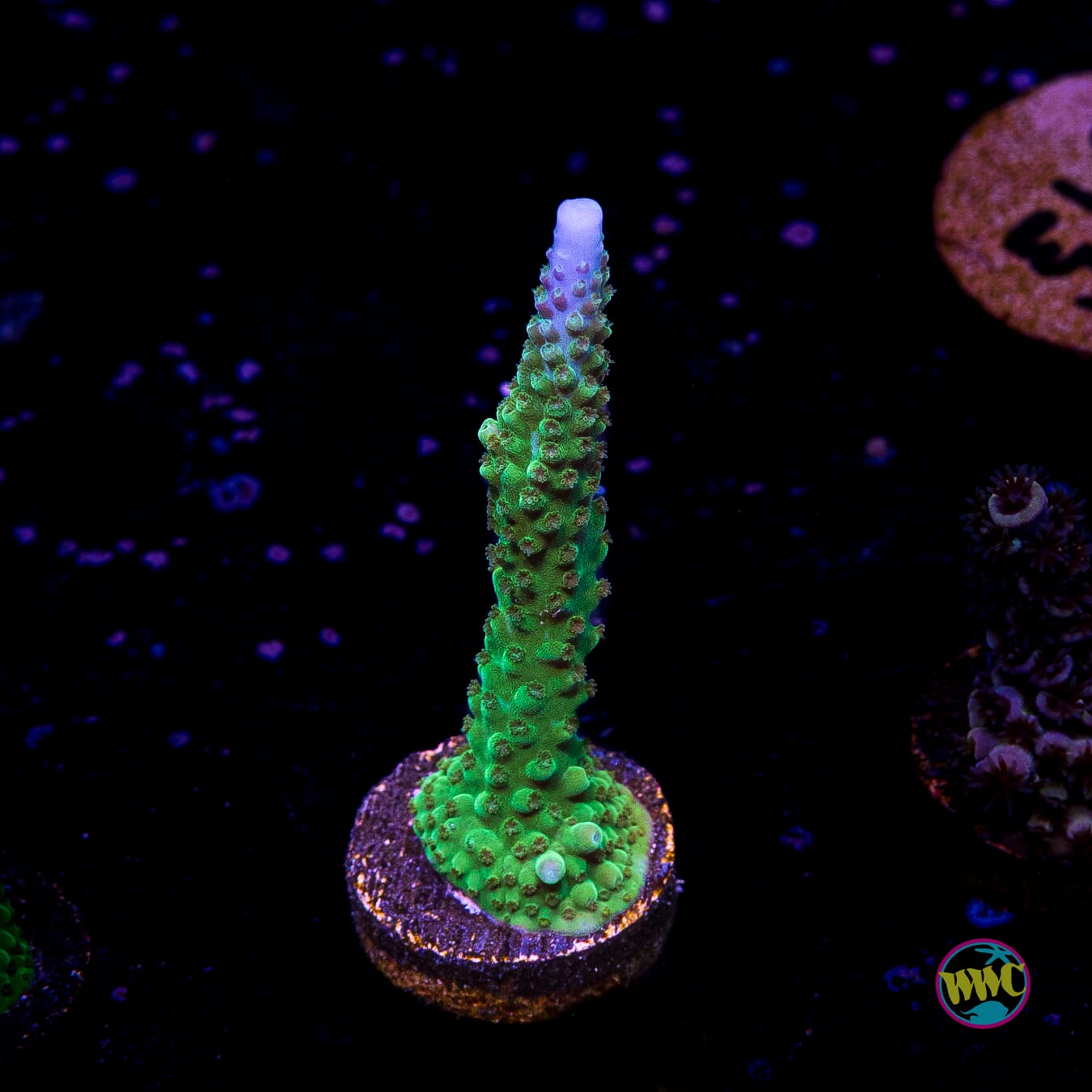 WWC Green Lightning Stag Acropora
