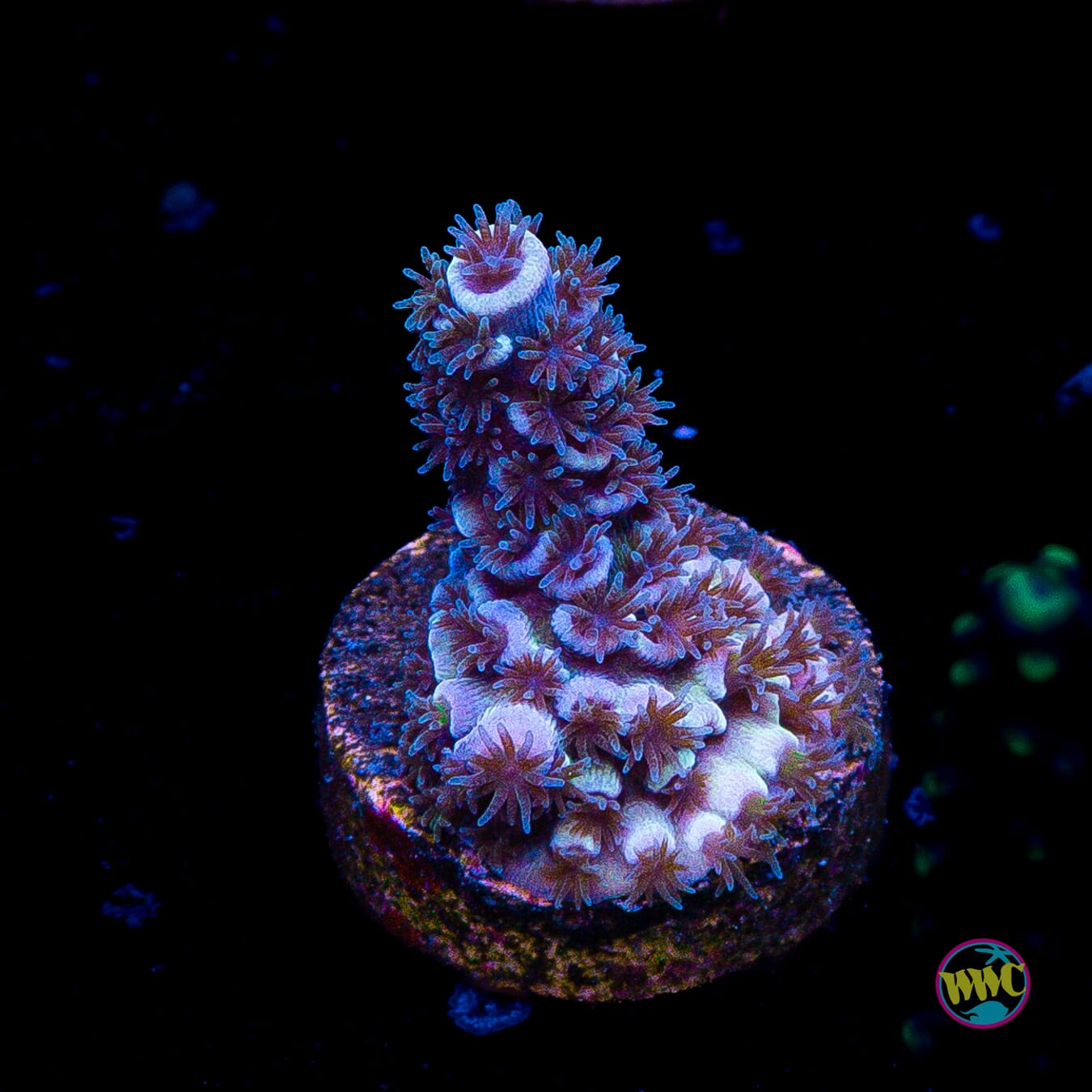 Jason Fox Papa Smurf Tenuis Acropora
