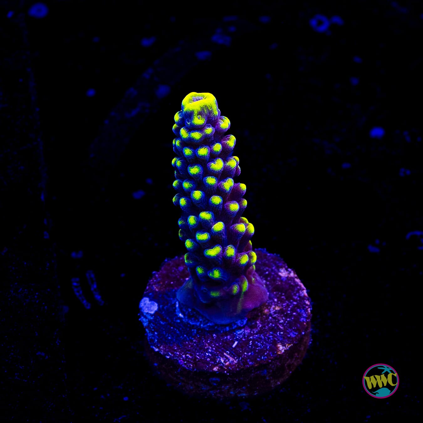 WWC Spectacular Stag Acropora