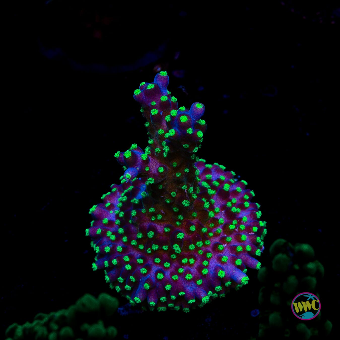 WWC Tricolor Valida Acropora