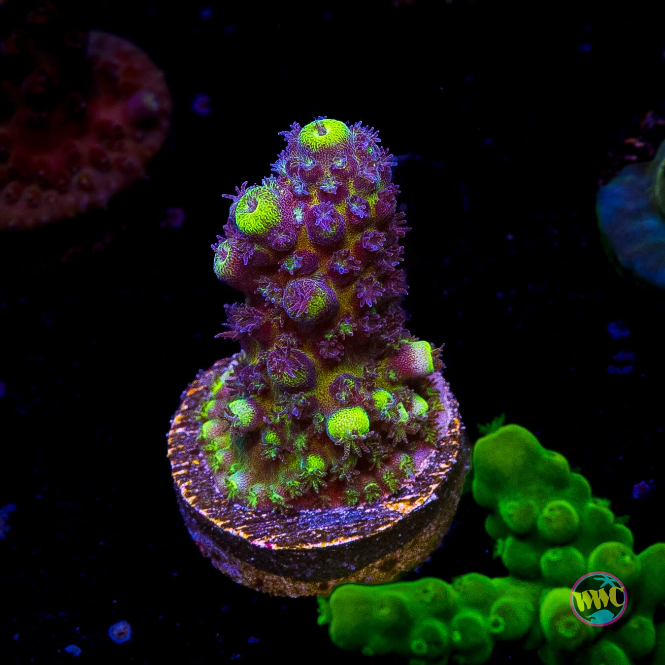 WWC Nuclear Grapes Acropora