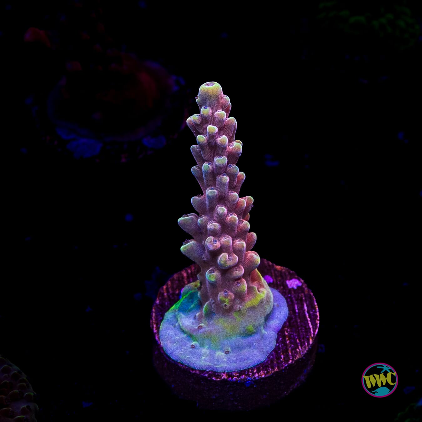WWC Inner Planet Acropora