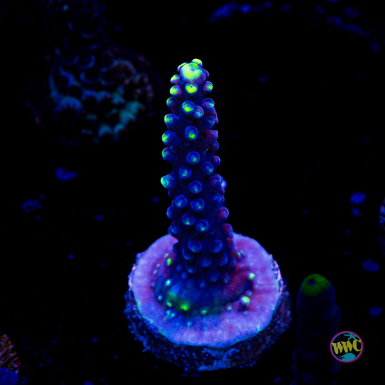 Ultimate Stag Acropora