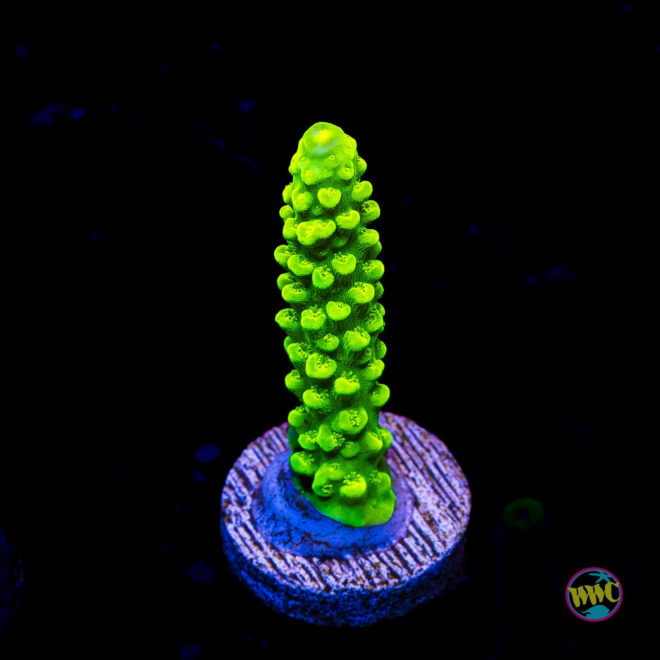 Green Slimer Acropora