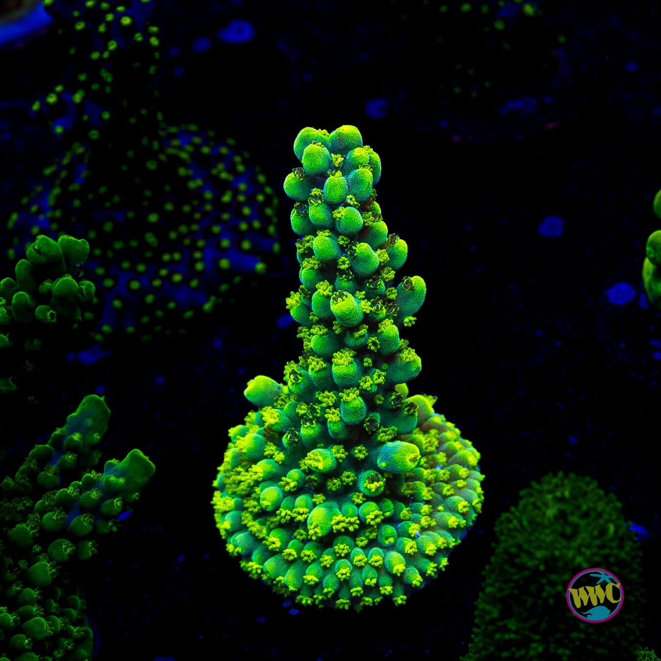 WWC Solomon Split Acropora
