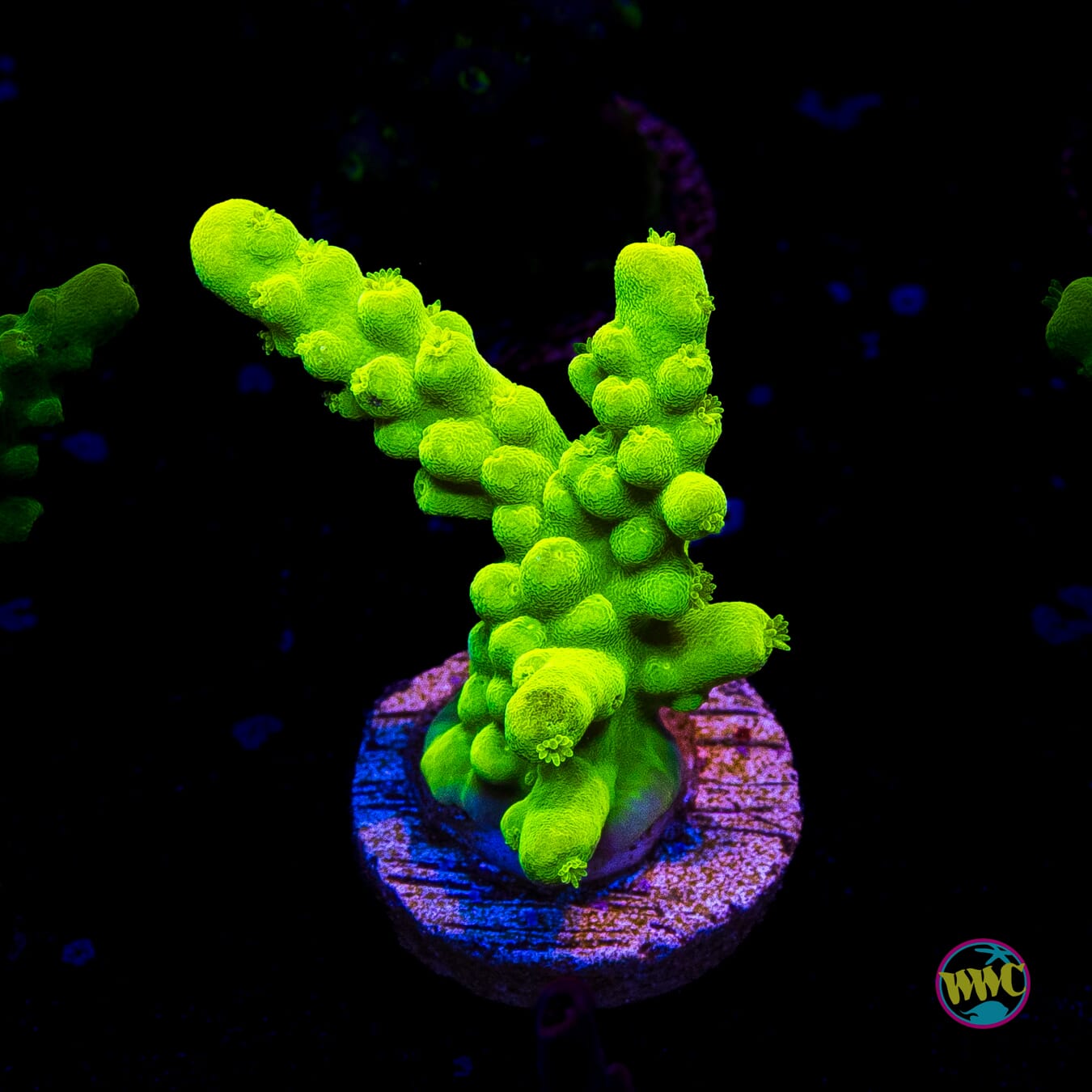WWC Yellow Austera Acropora