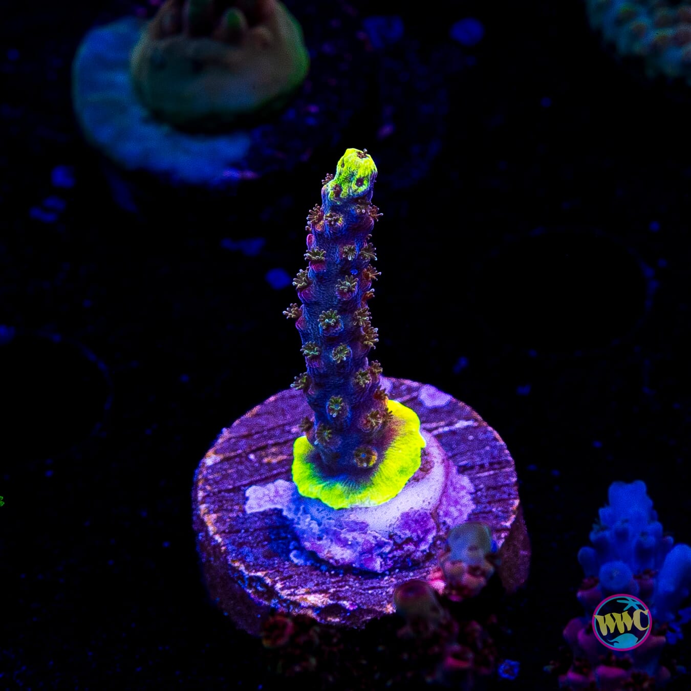 WWC Grizzly Adams Acropora